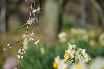しだれ梅とスイセンの美しさ
