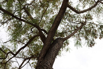 Trunk of a large tree close up.