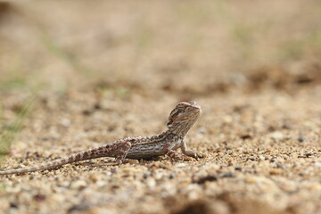 lizard, bearded dragon, a bearded dragon lizard is walking on the sand