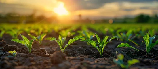 Deurstickers Crop plants in the field reaching for the sun © NE97