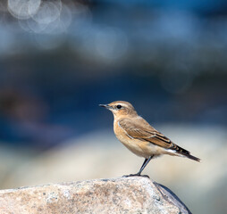Northern wheatear on a fence