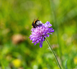 bee on a flower