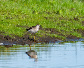 Wood sandpiper on the lake