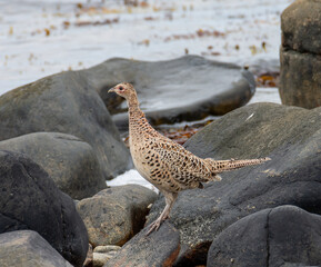 Pheasant on the rock looking cute