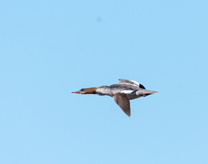 Common Merganser flying in a blue sky