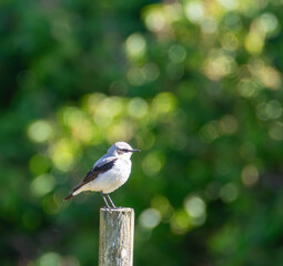 Northern wheatear sitting on a pole