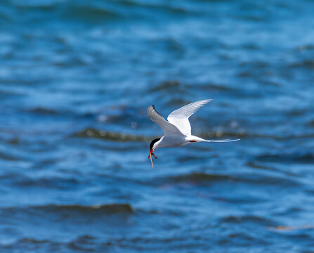 Arctic tern flyning with worm in it's mouth