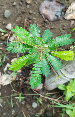 Decoration of home plants