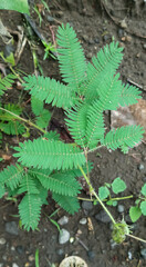 Decoration of home plants