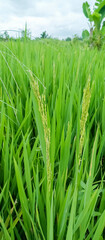 Rice plants are paddy fields