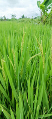 Rice plants are paddy fields