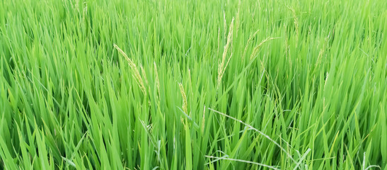 Rice plants are paddy fields