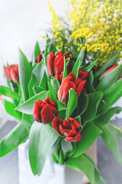 bouquet of tulips with mimosa. Spring bouquet with mimosa flowers and red tulips - spring concept, spring natural background. Postcard for Mother's Day, Birthday and congratulations 