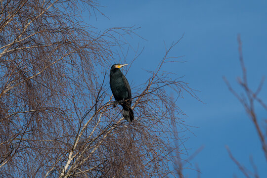 Kormoran macht Rast auf einem Baum