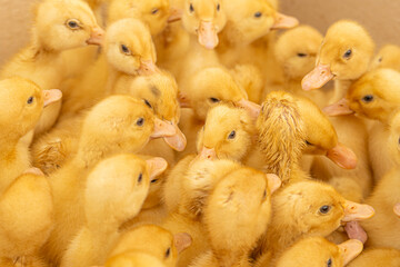 cute yellow ducklings in the market