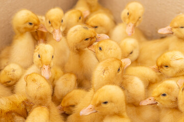 cute yellow ducklings in the market