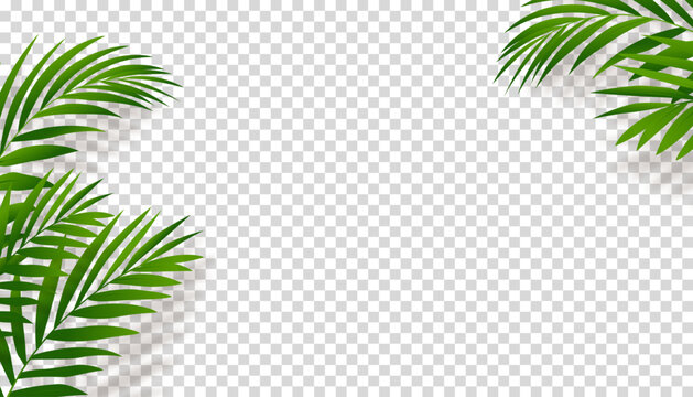 Green Palm Leaves with Shadow silhouette on transparent background,Element Tropical Coconut Leaf overlay for wall background,Vector  nature object decoration for Summer banner or card.