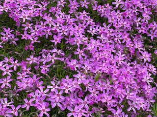 Flowers alpine phlox pink blossom meadow. 