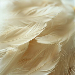 close-up of many light-colored feathers, background - obrazy, fototapety, plakaty