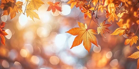 Fotobehang Orange Maple Leaves with Bokeh in Background, Fall Autumn Season © Hassan