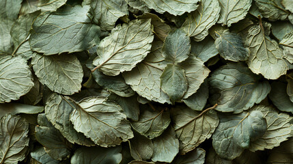 Dried Melissa leaves or mint. Background texture. Close up - obrazy, fototapety, plakaty