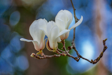 Magnolia blooms in Shanghai Botanical Garden, China