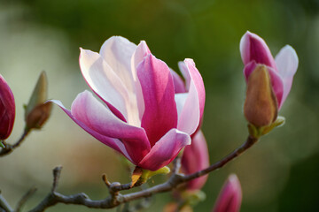 Magnolia blooms in Shanghai Botanical Garden, China