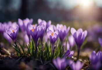 pastel colors Crocuses Flowers Easter Spring Grass Color Agriculture Park Colorful Growth Field Yellow Season Horticulture Springtime Lilac Hybrid Flora Pallet Bulbs Iridaceae Blooms
