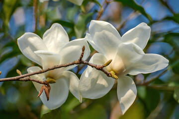 Obraz premium Magnolia blooms in Shanghai Botanical Garden, China