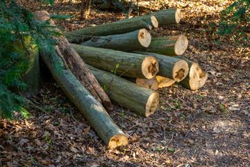 Fototapeta na wymiar pile of logs on the ground