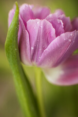 macro pink tulips on a light background.