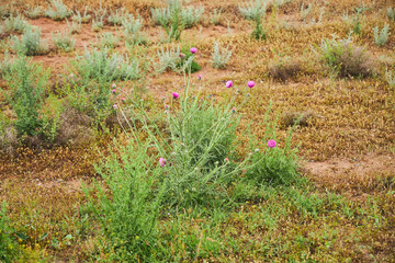 Plants of deserts and semi-deserts.
