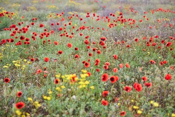 A blooming desert. The month of shooting is May. Bright red poppies