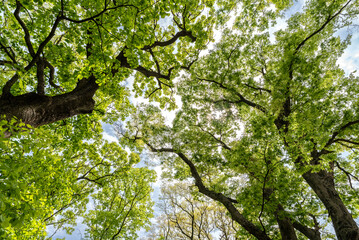 연두색 새싹이 돋아나는 나무, 하늘배경-Tree with Light Green Sprouts Against the Sky, South Korea