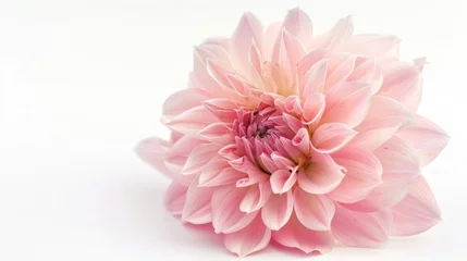 Fotobehang Gerbera pink flower on white background © artbot