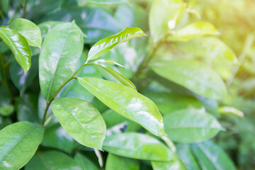 Closeup macro of green leaf texture background.