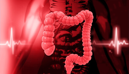 Human colon anatomy on scientific background. 3d illustration.