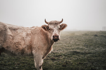 A cow with horns stands in a field