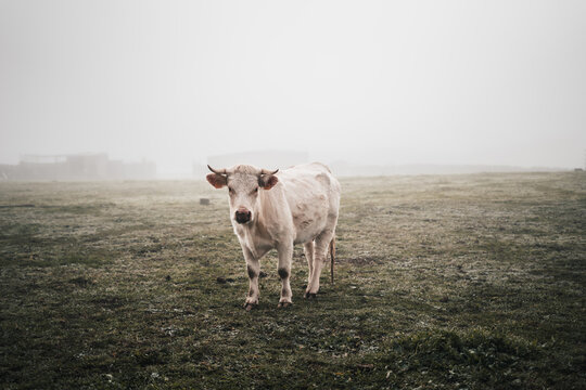 A cow is standing in a field of grass