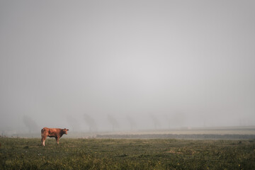 A cow is standing in a field of grass on a foggy day