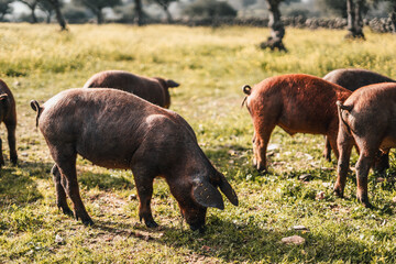 A group of pigs are grazing in a field