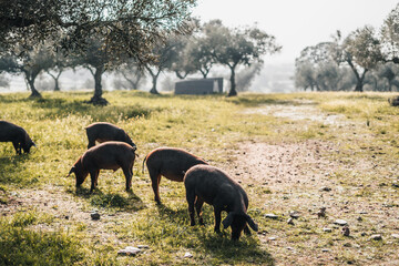A group of four black pigs are grazing in a field