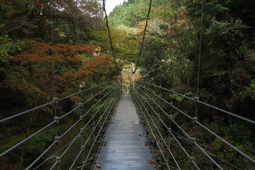 秋の紅葉と森の中に架かる吊り橋