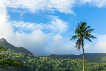 Landscape photo with palm tree is under cloudy sky on a summer day