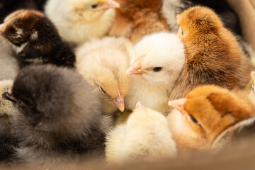 different colored little chickens in the farm
