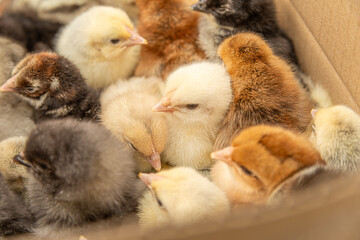 different colored little chickens in the farm