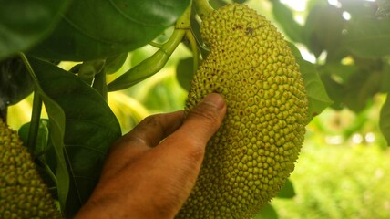 fertile jackfruit (Artocarpus heterophyllus) Close-up view of a growing jackfruit plant. Young...