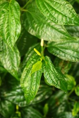 green leaves on a branch