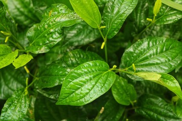 green leaves in the garden