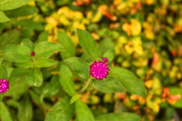 pink and yellow flower